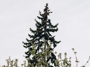 «Оранжерея»