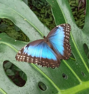  Тропічна ферма «Планета метеликів»