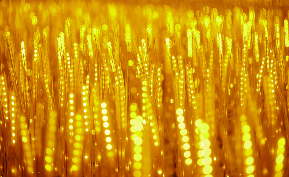  Золоте пшеничне поле та світлові скульптури: на ВДНГ відкривається артпростір ILLUMINARIUM