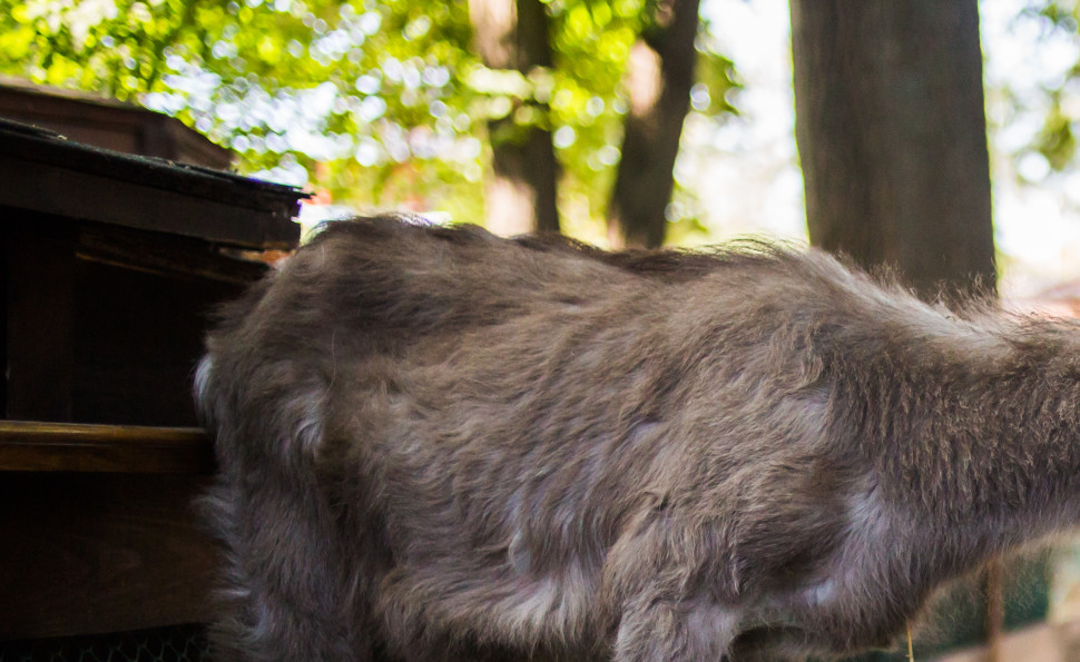 Контактний зоопарк Animal Park