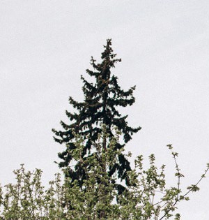 «Оранжерея»