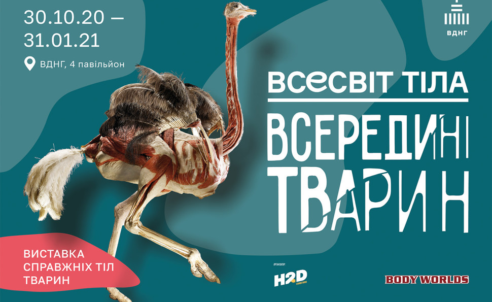 Всесвіт тіла: Всередині тварин